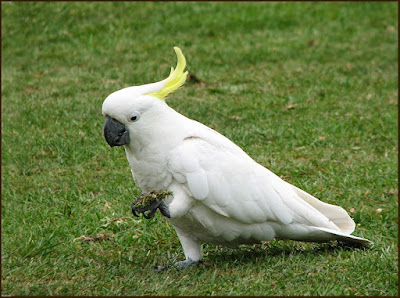 Burung kakatua jambul kuning