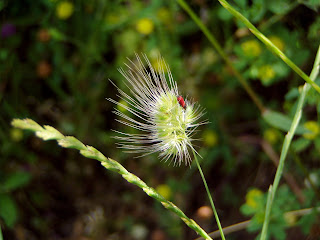 On the banks of Kziv stream