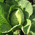 KILIMO BORA CHA KABICHI (CABBAGE)