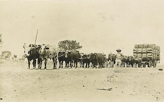 Maxwelton wool transported by Bullock Team pre 1908 Maxwelton Queensland Australia