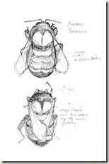 Bombus tricolour pencil sketch sm