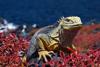 Galapagos Cruise or Tour  Guide service