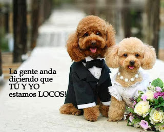 Imagenes de Amor Tiernas de Animales-Imagenes de amor 