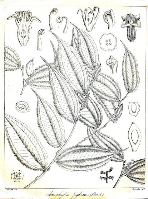 Anisophylleaceae