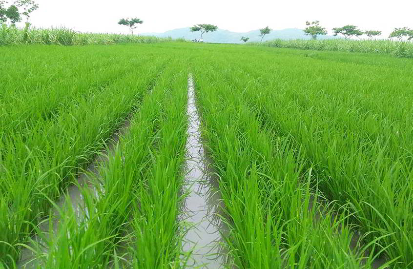 Budidaya Tanaman Horticultura Budidaya Tanaman Padi Sawah