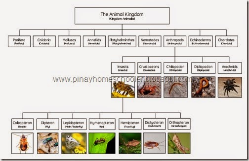 Arthropod