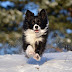 Lovely Dog