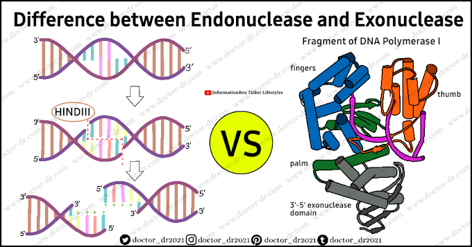 Endonuclease Vs Exonuclease - Definition, 11 Differences and Examples