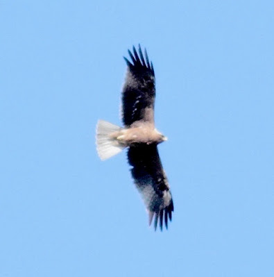 "Booted Eagle Hieraaetus pennatus, in flight above My Abu."