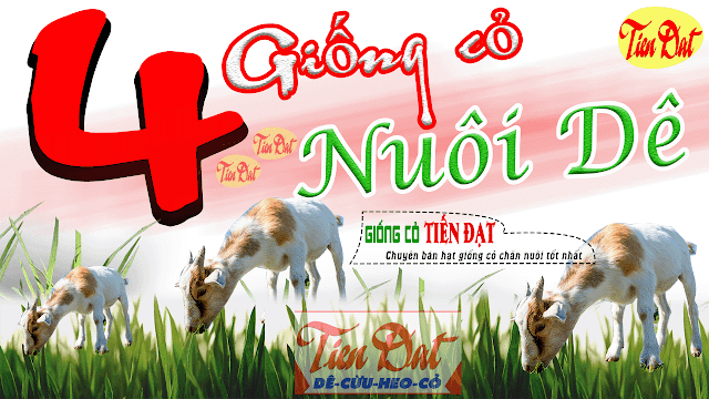 Loại cỏ nào tốt nhất để nuôi dê?