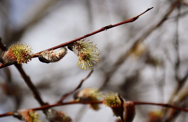 Salix, willow, pussywillow, male catkins, Walpurgis Night, Beltane, May Day