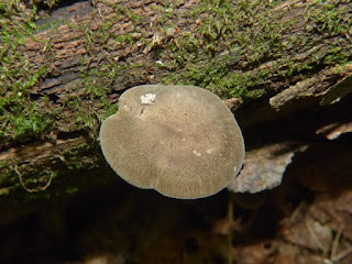 Polypore d'hiver - Lentinus brumalis - Polyporus brumalis