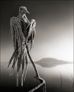 Скелет на птица