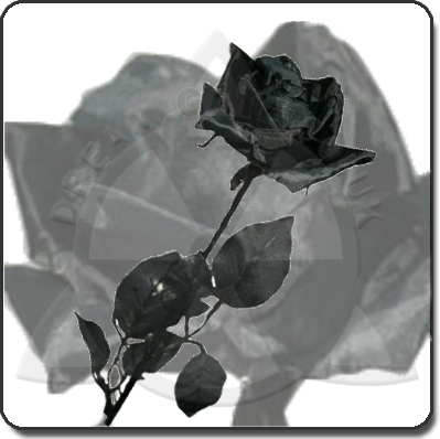 Black Rose Wallpaper on Black Rose Meaning Black Rose Boston Black Rose Bush Black Rose Tattoo