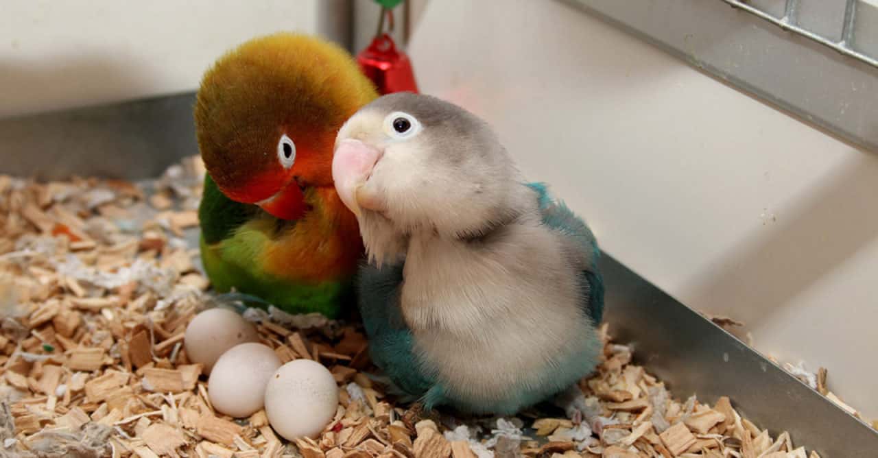 Tips perawatan lovebird saat bertelur: Nutrisi penting untuk telur dan embrio yang sehat. Pelajari panduan makanan yang tepat.