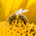 Con ong tiếng Anh là gì? Một vài ví dụ về con ong