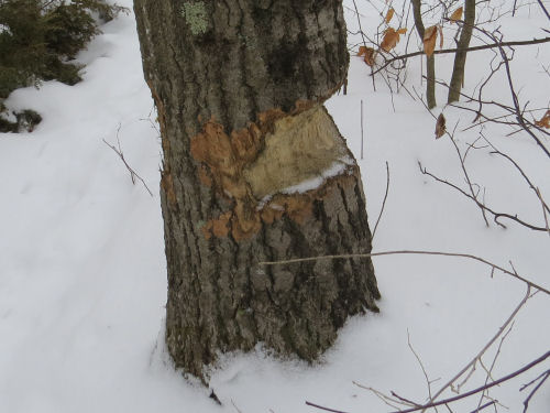 large tree chewed by beaver