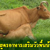 สูตรอาหารเสริมวัวพื้นบ้าน