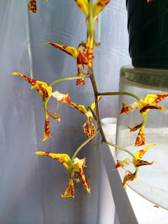 Gongora Orkid