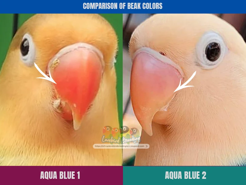 Characteristics of Agapornis Aqua Blue2