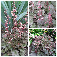 Гейхера гибридная (Heuchera hybrid) 'Petite Marbled Burgundy'.