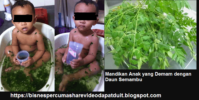 Pulihkan Demam Anak Dengan Daun Semambu