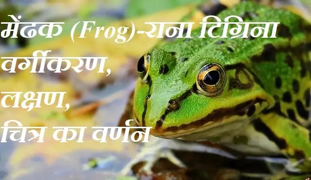 मेंढक (Frog)– राना टिग्रिना : वर्गीकरण, लक्षण, चित्र का वर्णन|hindi