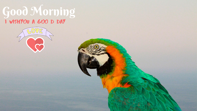 parrot Good Morning image 