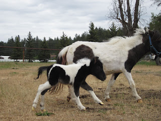 Miniature newborn foal running with dam