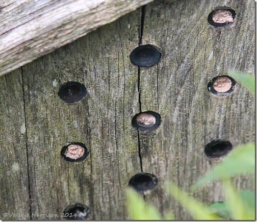 6 bee-box