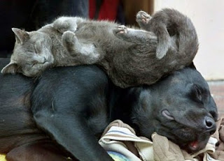 Funny Lazy Dog & Cat