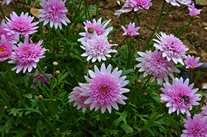 Chrysanthemum