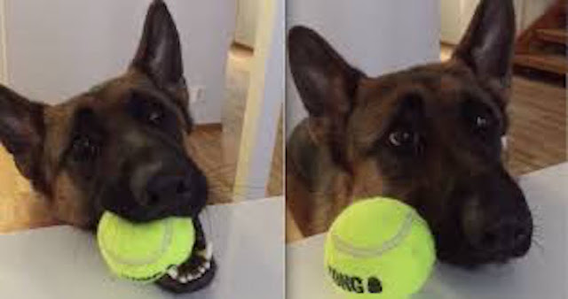 Dog makes it crystal clear he's ready for playtime - SEE VIDEO