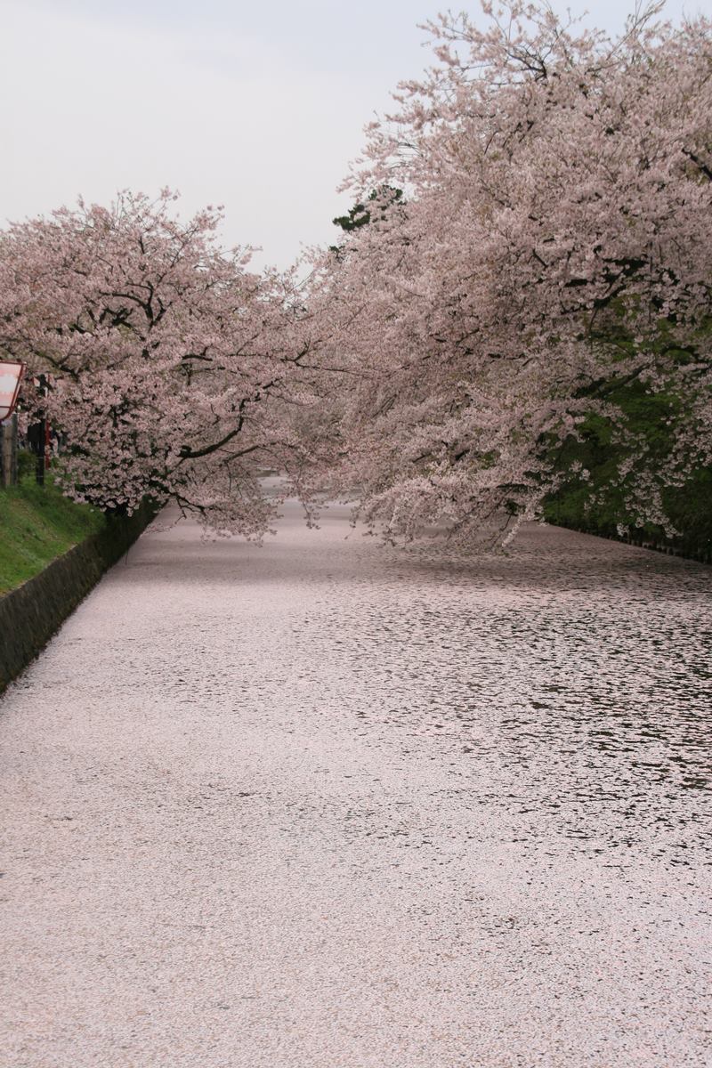 hirosaki cherry blossom; hirosaki cherry blossom festival; hirosaki castle cherry blossom; cherry blossom aomori; aomori cherry blossom; aomori cherry blossoms; aomori japan cherry blossom; hirosaki castle cherry blossoms japan; hirosaki park sakura;