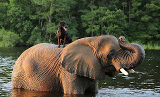 Una amistad improbable entre una perra y una elefante