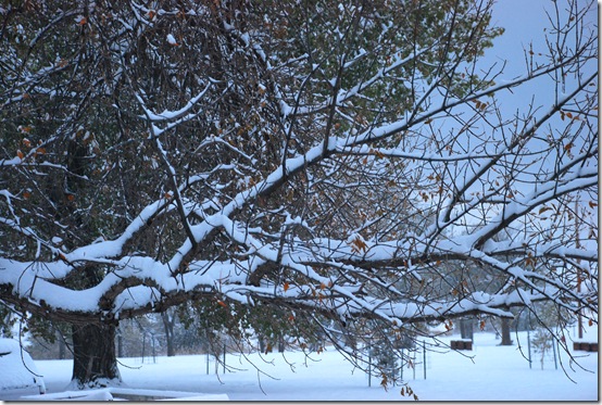 snow 3