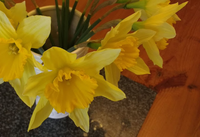 daffodils in a vase