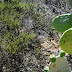 PLANTS ON THE MYSTERIOUS SEA BREEZE TO CLEAN WATER