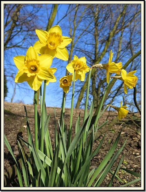 1251daffs7