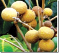 longan