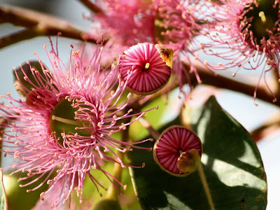 elm tree identification guide. elm tree identification guide.