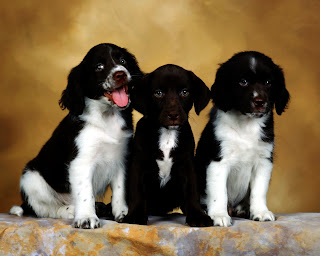 Sweet Puppies HD Wallpaper