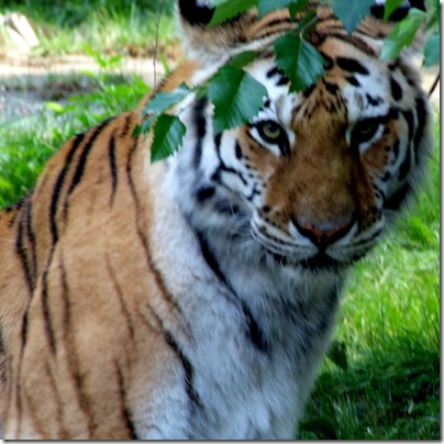 tiger-bronx-zoo