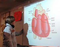 picture of student using the board to study the parts of a heart