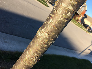 japanese lilac bark detail