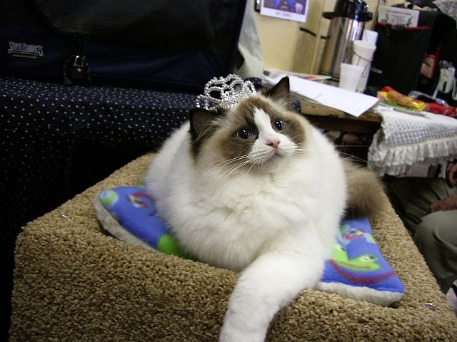 Foto Kucing Ragdoll, Ras Kucing Tebesar di Dunia | Foto Kucing Terbaru