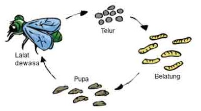  Contoh  Soal  Tentang Daur  Hidup  Hewan  Partles com