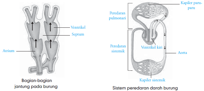 Sistem Peredaran Darah Hewan  Vertebrata Invertebrata 