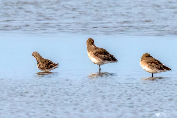 Long-billed dowitcher