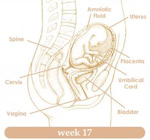 Sự phát triển của thai nhi 17 tuần tuổi